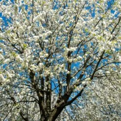 UK Native Wildlife-Friendly Cherry Blossom Tree | Prunus Avium -Garden Living Store ORN0312 2