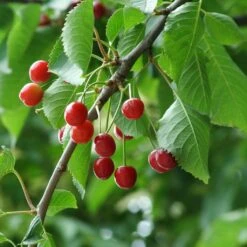 UK Native Wildlife-Friendly Cherry Blossom Tree | Prunus Avium -Garden Living Store ORN0312 5