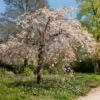 'Pink Perfection' Crabapple Tree -Garden Living Store ORN0352 2