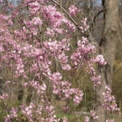 Pink Weeping Winter Flowering Cherry Tree | Prunus Subhirtella 'Pendula Rosea' -Garden Living Store ORN0352 3