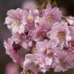 Pink Weeping Winter Flowering Cherry Tree | Prunus Subhirtella 'Pendula Rosea' -Garden Living Store ORN0352 4