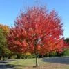 Canadian Red Maple Tree | Acer Rubrum 'Red Pointe' -Garden Living Store ORN0385 1 5ebe7fd8 354f 4039 bf14 8c8d7613b2f5