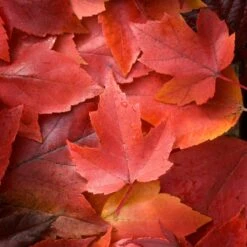 Canadian Red Maple Tree | Acer Rubrum 'Red Pointe' 8 Canadian Red Maple Tree | Acer Rubrum 'Red Pointe' -Garden Living Store ORN0385 3 ddc4325e 55f8 4417 8e02 243ea3be5cc1