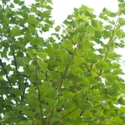 Canadian Red Maple Tree | Acer Rubrum 'Red Pointe' 9 Canadian Red Maple Tree | Acer Rubrum 'Red Pointe' -Garden Living Store ORN0385 4 7afe9936 2048 4b99 a359 2f747dcfb264