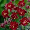 Aquilegia 'Bordeaux Barlow' -Garden Living Store PB0026 1