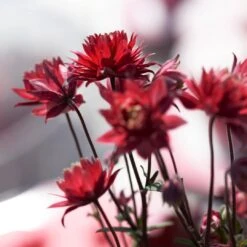Aquilegia 'Bordeaux Barlow' -Garden Living Store PB0026 3