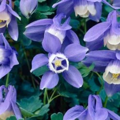 Aquilegia Spring Magic Collection -Garden Living Store PB0030 3 b5764acf 305d 4d03 8407 15834ce38d23