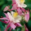 Aquilegia 'Spring Magic Rose & White' -Garden Living Store PB0032 1