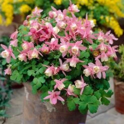 Aquilegia Spring Magic Collection -Garden Living Store PB0032 2 0f6ceaad c0e4 4b74 9f36 ad355159297c