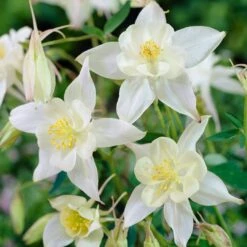 Aquilegia Spring Magic Collection -Garden Living Store PB0034 1 e73c1e9b 8fd4 4fd7 baca 7854772b1df3