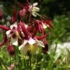 Aquilegia 'William Guiness' -Garden Living Store PB0036 2 ca8f217a f62b 4546 bcee 3cd229ef8405
