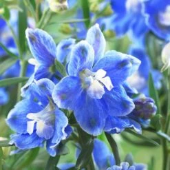Delphinium Camelot Collection -Garden Living Store PB0097 1 0cc41c15 4501 4368 a1a0 433f78f91dbb