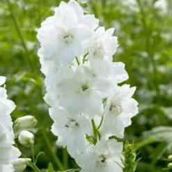 Delphinium Camelot Collection -Garden Living Store PB0100 1 3499ced2 fb33 4bf3 a90d 3d319d2acdd2
