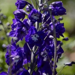 Delphinium Camelot Collection -Garden Living Store PB0105 1 8c5b11e4 4bcd 4392 aef5 647e50e7f705
