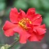 Geum 'Pink Petticoats' -Garden Living Store PB0174 1