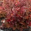 Heuchera 'Indian Summer Cranberry' -Garden Living Store PB0189 2