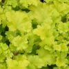 Heuchera 'Lime Marmalade' -Garden Living Store PB0190 1