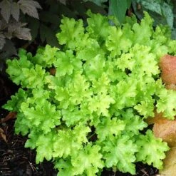 Heuchera 'Lime Marmalade' -Garden Living Store PB0190 2