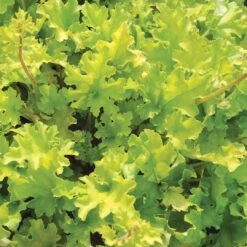 Heuchera 'Lime Marmalade' -Garden Living Store PB0190 3