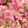 Heuchera 'Marmalade' 1 Heuchera 'Marmalade' -Garden Living Store PB0191 1