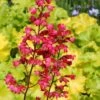 Heuchera 'Paris' -Garden Living Store PB0192 1