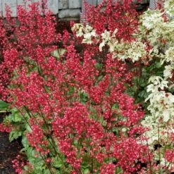 Heuchera 'Paris' 10 Heuchera 'Paris' -Garden Living Store PB0192 4