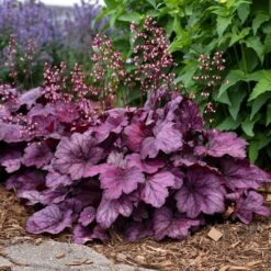 Heuchera 'Wild Rose' -Garden Living Store PB0194 2