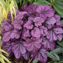 Heuchera 'Wild Rose' -Garden Living Store PB0194 3
