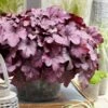Heuchera 'Wild Rose' -Garden Living Store PB0194 4