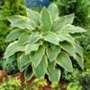 Hosta 'Yellow River' -Garden Living Store PB0202 1