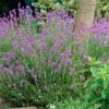 Lavender 'Hidcote Improved' -Garden Living Store PB0206 1