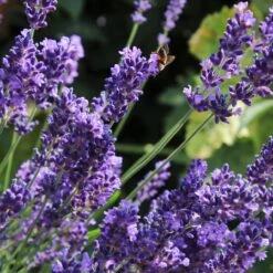 Lavender 'Hidcote Improved' -Garden Living Store PB0206 2