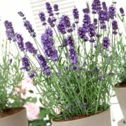 Lavender 'Hidcote Improved' -Garden Living Store PB0206 3