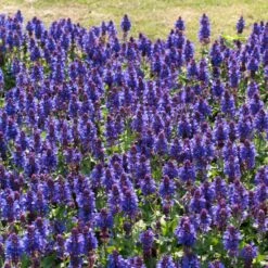 Salvia 'Blue Marvel' 7 Salvia 'Blue Marvel' -Garden Living Store PB0276 3