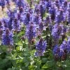 Salvia 'Fashionista Midnight Model' -Garden Living Store PB0279 1