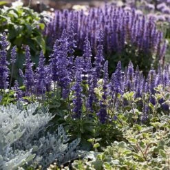 Salvia 'Fashionista Midnight Model' -Garden Living Store PB0279 3