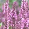 Salvia 'Fashionista Pretty In Pink' 2 Salvia 'Fashionista Pretty In Pink' -Garden Living Store PB0280 1