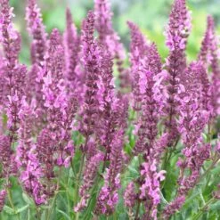 Salvia 'Fashionista Pretty In Pink' -Garden Living Store PB0280 3
