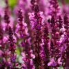 Salvia 'Rose Marvel' -Garden Living Store PB0284 1 781cf9e6 7d91 4ab8 87b7 37a2513f4d98