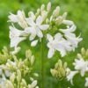Agapanthus 'Ever White' -Garden Living Store PB0322 1 1