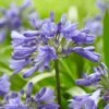 Agapanthus 'Ever Sapphire' -Garden Living Store PB0322 1 92fc3153 cb95 4d29 ba7f e8fc14415999