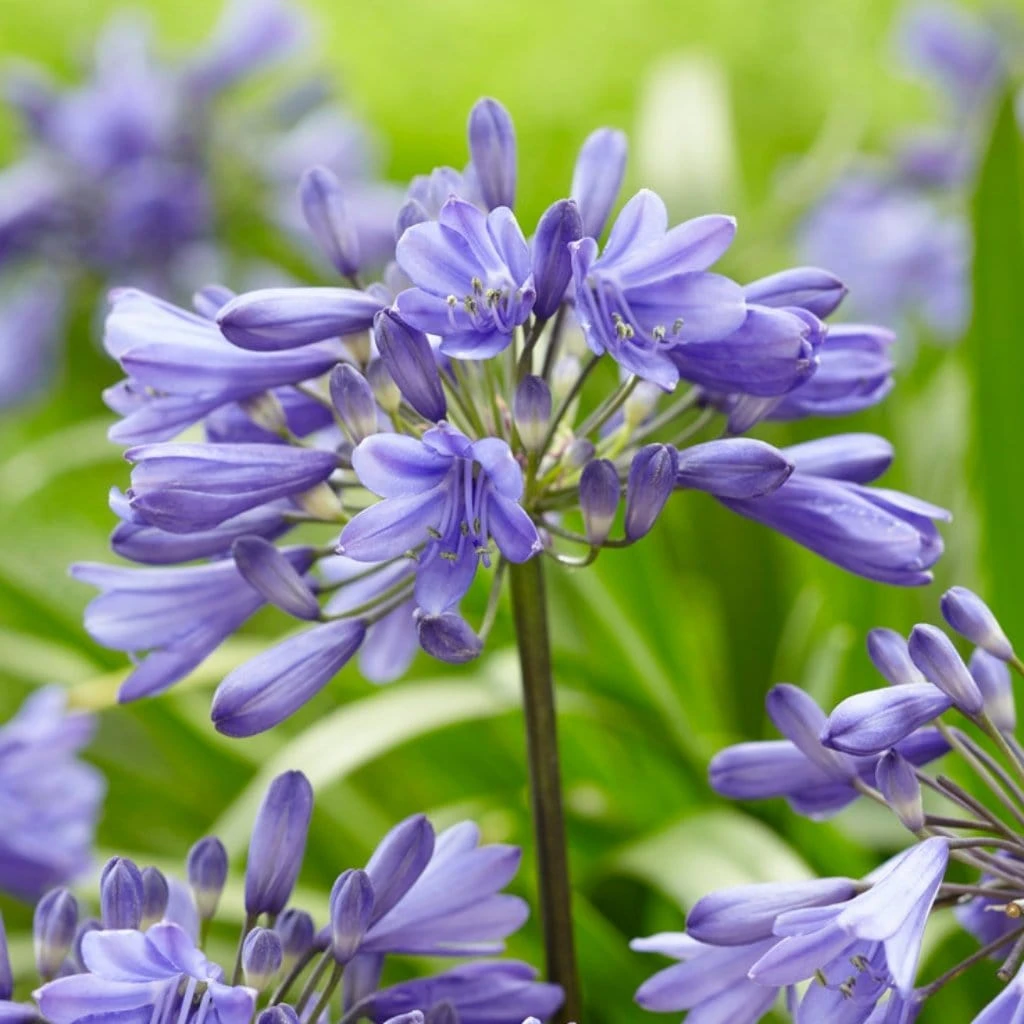 Agapanthus 'Ever Sapphire' 3 Agapanthus 'Ever Sapphire'