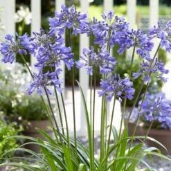 Stately Agapanthus Collection 11 Stately Agapanthus Collection -Garden Living Store PB0322 1 d489e9ce f2ce 4ad0 8fd2 48e0025b2d0d