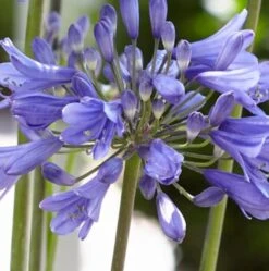 Agapanthus 'Ever Sapphire' 9 Agapanthus 'Ever Sapphire' -Garden Living Store PB0322 2