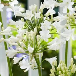 Agapanthus 'Ever White' -Garden Living Store PB0323 1