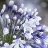 Agapanthus 'Fireworks' | 7.5L -Garden Living Store PB0324 1 ae5f5c4f 0032 4a6e b361 cd8d091d85a9