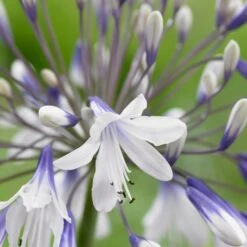 Agapanthus 'Fireworks' -Garden Living Store PB0324 2