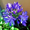 Agapanthus 'Lapis Lazuli' -Garden Living Store PB0325 1