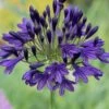 Agapanthus 'Royal Velvet' -Garden Living Store PB0326 1