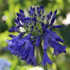 Agapanthus 'Royal Velvet' -Garden Living Store PB0326 2